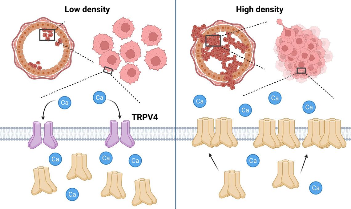Low Density Cells and High Density Cells