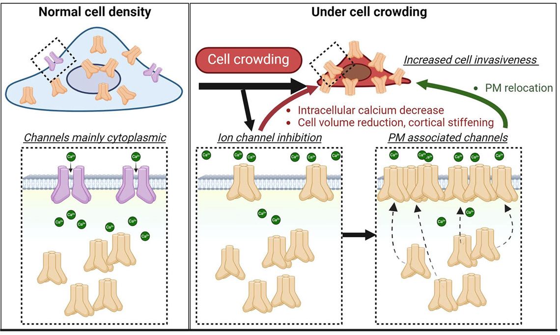 Normal Cell Density